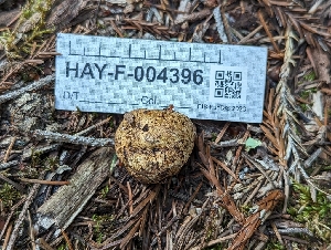 ( - HAY-F-004396)  @11 [ ] by-nc (2023) Stu Pickell Fungal Diversity Survey