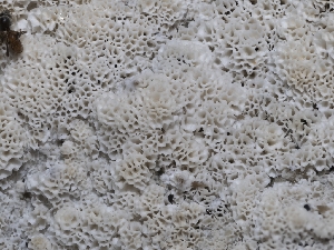 ( - HAY-F-004383)  @11 [ ] by-nc (2023) Stu Pickell Fungal Diversity Survey