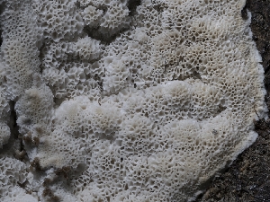  (Irpex - HAY-F-004383)  @11 [ ] by-nc (2023) Stu Pickell Fungal Diversity Survey
