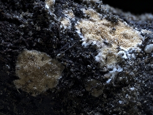  ( - HAY-F-004384)  @11 [ ] by-nc (2023) Stu Pickell Fungal Diversity Survey