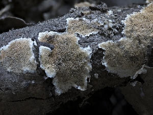  (Steccherinum - HAY-F-004384)  @11 [ ] by-nc (2023) Stu Pickell Fungal Diversity Survey