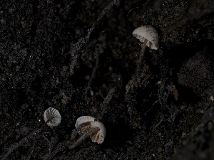  ( - HAY-F-004390)  @11 [ ] by-nc (2023) Stu Pickell Fungal Diversity Survey