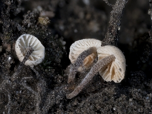  ( - HAY-F-004390)  @11 [ ] by-nc (2023) Stu Pickell Fungal Diversity Survey