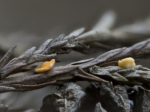  ( - HAY-F-004408)  @11 [ ] by-nc (2023) Stu Pickell Fungal Diversity Survey