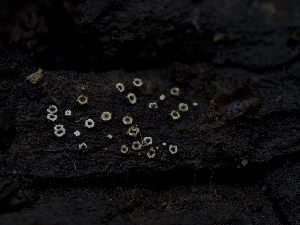  ( - HAY-F-004404)  @11 [ ] by-nc (2023) Stu Pickell Fungal Diversity Survey