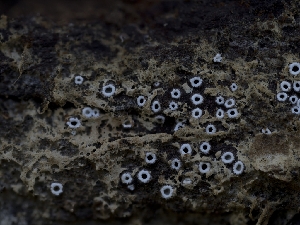  ( - HAY-F-004404)  @11 [ ] by-nc (2023) Stu Pickell Fungal Diversity Survey