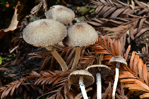  ( - HAY-F-001022)  @11 [ ] by-nc (2023) Christian Schwarz Fungal Diversity Survey
