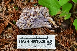  (Clavaria sp. CA04 - HAY-F-001021)  @11 [ ] by-nc (2023) Christian Schwarz Fungal Diversity Survey
