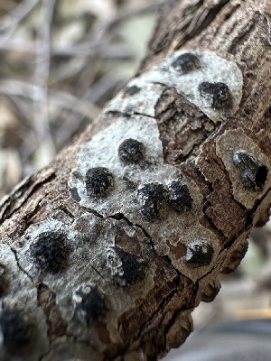  ( - HAY-F-002713)  @11 [ ] c (2023) Rudy Diaz Fungal Diversity Survey