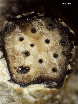  ( - HAY-F-002713)  @11 [ ] c (2023) Rudy Diaz Fungal Diversity Survey