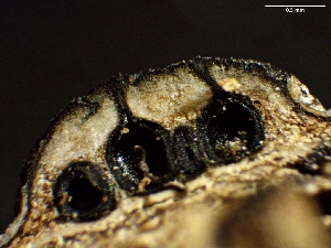  ( - HAY-F-002713)  @11 [ ] c (2023) Rudy Diaz Fungal Diversity Survey