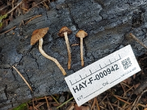  (Psathyrella sp. obtusata-CA01 - HAY-F-000942)  @11 [ ] by-nc (2023) Warren Cardimona Fungal Diversity Survey