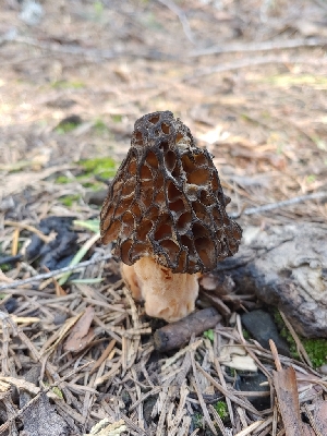  ( - HAY-F-000937)  @11 [ ] by-nc (2023) Warren Cardimona Fungal Diversity Survey