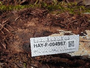  ( - HAY-F-004967)  @11 [ ] by-nc (2023) Warren Cardimona Fungal Diversity Survey