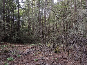  ( - HAY-F-004967)  @11 [ ] by-nc (2023) Warren Cardimona Fungal Diversity Survey