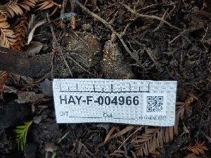  ( - HAY-F-004966)  @11 [ ] by-nc (2023) Warren Cardimona Fungal Diversity Survey