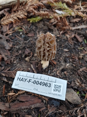  ( - HAY-F-004963)  @11 [ ] by-nc (2023) Warren Cardimona Fungal Diversity Survey