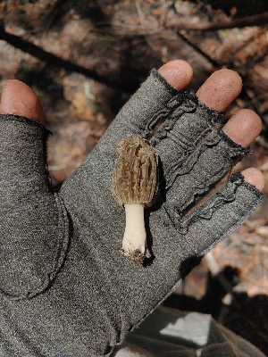  ( - HAY-F-004963)  @11 [ ] by-nc (2023) Warren Cardimona Fungal Diversity Survey
