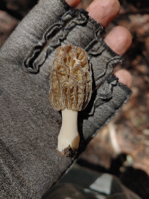  ( - HAY-F-004963)  @11 [ ] by-nc (2023) Warren Cardimona Fungal Diversity Survey