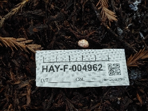  ( - HAY-F-004962)  @11 [ ] by-nc (2023) Warren Cardimona Fungal Diversity Survey