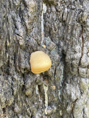  ( - HAY-F-004189)  @11 [ ] by-nc (2023) Jaren Hockert Fungal Diversity Survey