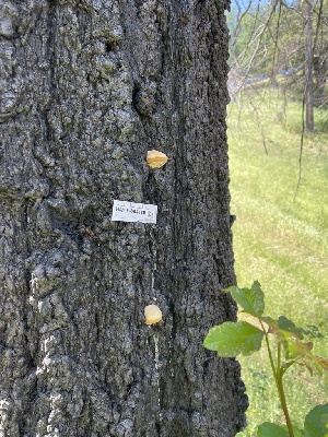  ( - HAY-F-004189)  @11 [ ] by-nc (2023) Jaren Hockert Fungal Diversity Survey