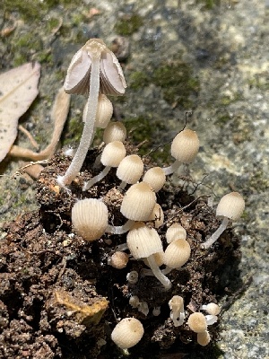  ( - HAY-F-004364)  @11 [ ] by-nc (2023) Jaren Hockert Fungal Diversity Survey