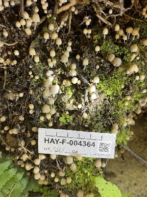  ( - HAY-F-004364)  @11 [ ] by-nc (2023) Jaren Hockert Fungal Diversity Survey