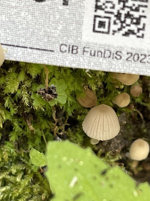  ( - HAY-F-004364)  @11 [ ] by-nc (2023) Jaren Hockert Fungal Diversity Survey