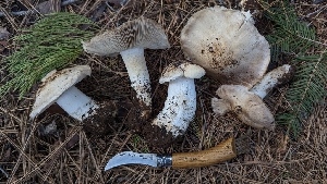  ( - HAY-F-001429)  @11 [ ] c (2023) Michelle C. Torres-Grant Fungal Diversity Survey