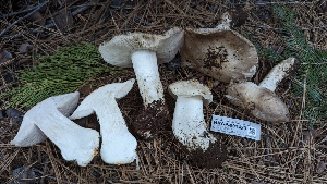  ( - HAY-F-001429)  @11 [ ] c (2023) Michelle C. Torres-Grant Fungal Diversity Survey