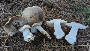  ( - HAY-F-001429)  @11 [ ] c (2023) Michelle C. Torres-Grant Fungal Diversity Survey