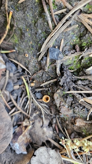  ( - HAY-F-002204)  @11 [ ] by-nc (2023) Thea Chesney Fungal Diversity Survey