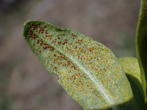  (Puccinia sp. CA11 - HAY-F-005142)  @11 [ ] by-nc (2023) Sadie Hickey Fungal Diversity Survey