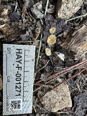  (Crepidotus fimbriatus - HAY-F-001271)  @11 [ ] by-nc (2023) Aaron Tupac Fungal Diversity Survey