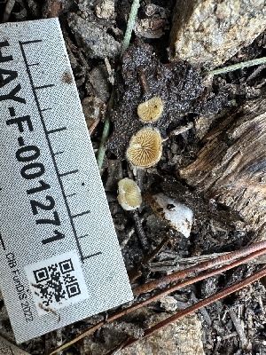  ( - HAY-F-001271)  @11 [ ] by-nc (2023) Aaron Tupac Fungal Diversity Survey
