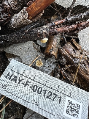  ( - HAY-F-001271)  @11 [ ] by-nc (2023) Aaron Tupac Fungal Diversity Survey