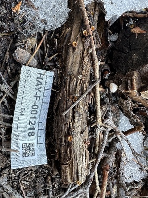  (Crucibulum sp. laeve-CA01 - HAY-F-001218)  @11 [ ] by-nc (2023) Aaron Tupac Fungal Diversity Survey