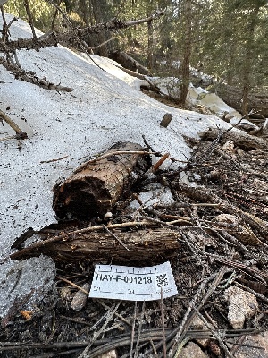  ( - HAY-F-001218)  @11 [ ] by-nc (2023) Aaron Tupac Fungal Diversity Survey