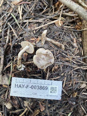  ( - HAY-F-003869)  @11 [ ] by-nc (2023) Grace Stark Fungal Diversity Survey