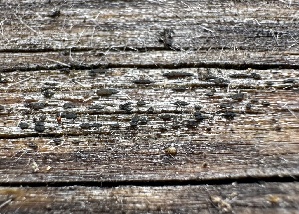  (Xylographa - HAY-F-002726)  @11 [ ] c (2023) Rudy Diaz Fungal Diversity Survey