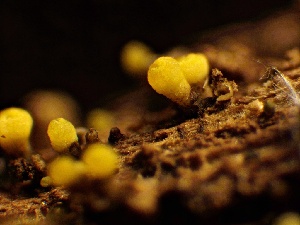  ( - HAY-F-002711)  @11 [ ] c (2023) Rudy Diaz Fungal Diversity Survey