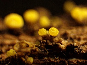  ( - HAY-F-002711)  @11 [ ] c (2023) Rudy Diaz Fungal Diversity Survey