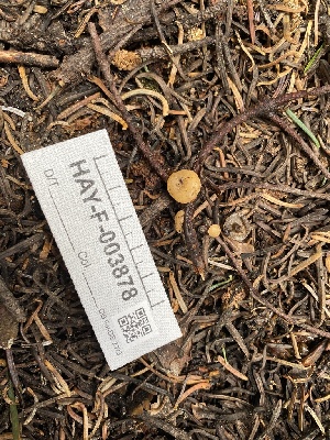  ( - HAY-F-003878)  @11 [ ] by-nc (2023) Grace Stark Fungal Diversity Survey