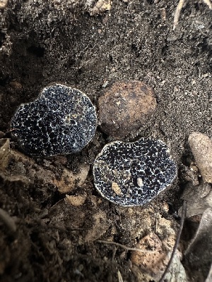  ( - HAY-F-002708)  @11 [ ] c (2023) Rudy Diaz Fungal Diversity Survey