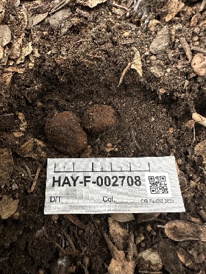  ( - HAY-F-002708)  @11 [ ] c (2023) Rudy Diaz Fungal Diversity Survey