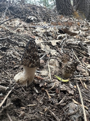  (Morchella snyderi - HAY-F-002712)  @11 [ ] c (2023) Rudy Diaz Fungal Diversity Survey