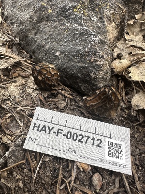  ( - HAY-F-002712)  @11 [ ] c (2023) Rudy Diaz Fungal Diversity Survey