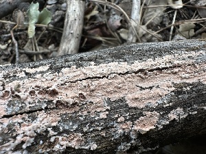  ( - HAY-F-002709)  @11 [ ] c (2023) Rudy Diaz Fungal Diversity Survey