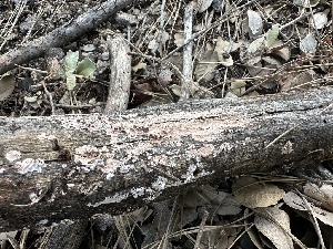  ( - HAY-F-002709)  @11 [ ] c (2023) Rudy Diaz Fungal Diversity Survey